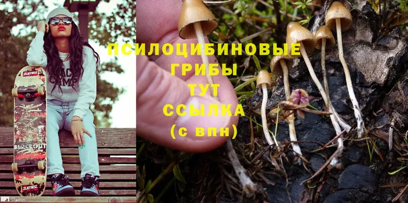 ОМГ ОМГ как войти  хочу наркоту  Родники  Псилоцибиновые грибы Cubensis 